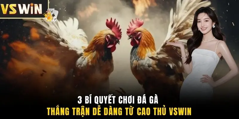 3 bí quyết chơi đá gà thắng trận dễ dàng từ cao thủ VSWIN