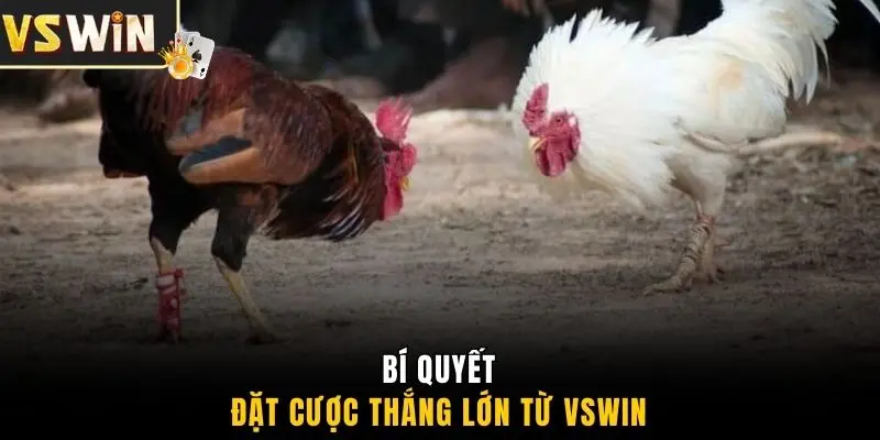 Bí quyết đặt cược thắng lớn từ VSWIN